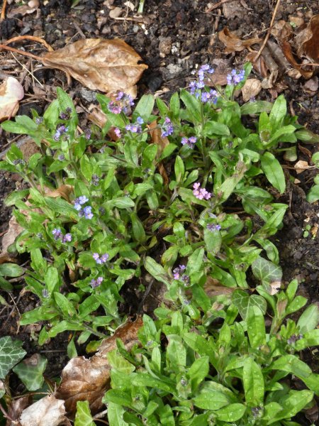 Spring flowers  12  4  2013 005.JPG