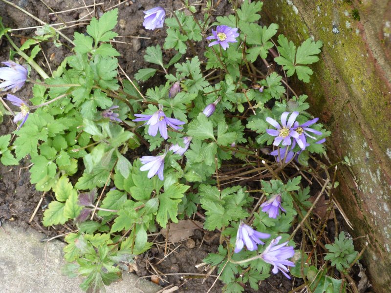 Spring flowers  12  4  2013 009.JPG