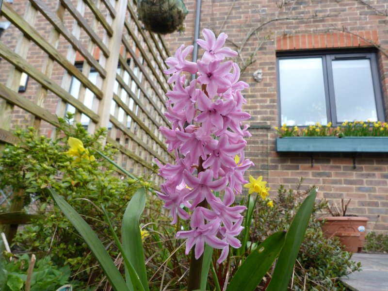 Spring flowers  12  4  2013 013.JPG