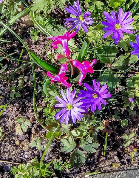 Spring flowers 18-3-22.jpg