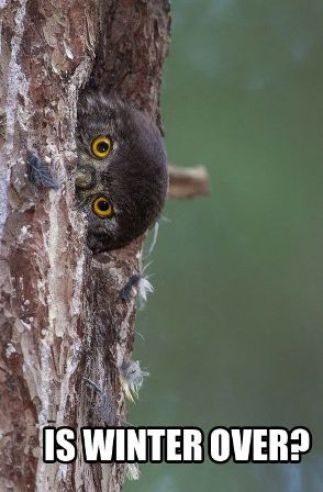 SPRING Owl is winter over funny.jpg