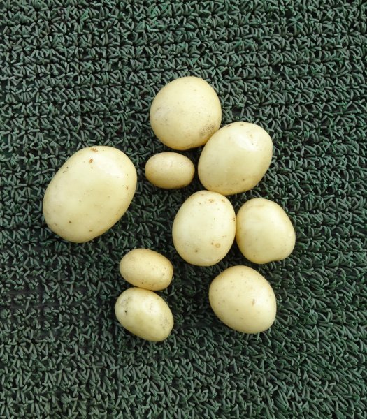 sprinter earlies.jpg