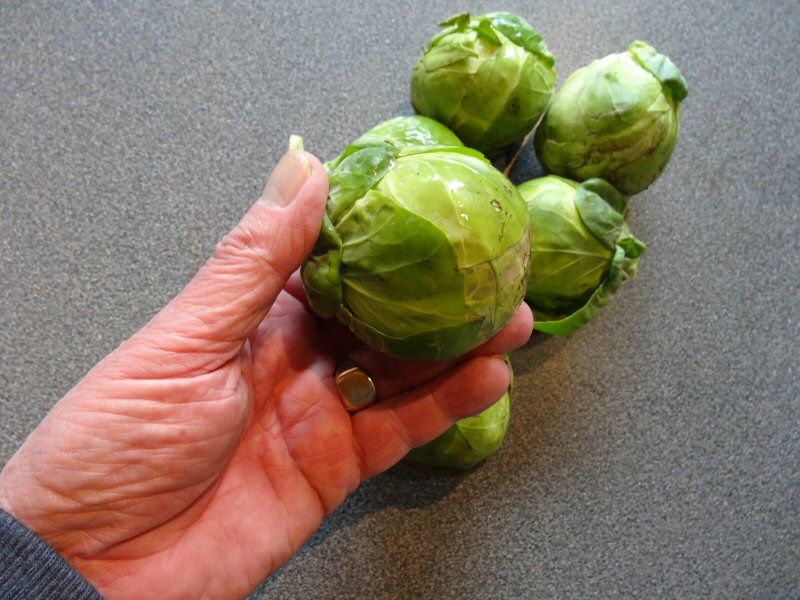 sprouts.jpg