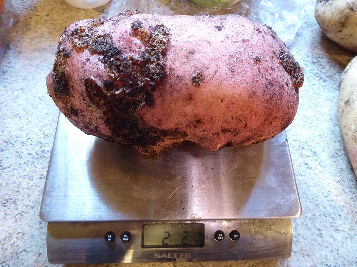 spud kondor 2.225.jpg