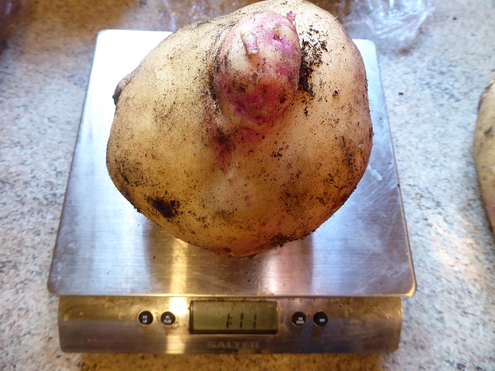 spud picasso 1.11.jpg