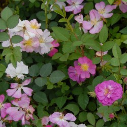 sq_rosa_polyantha_001.jpg