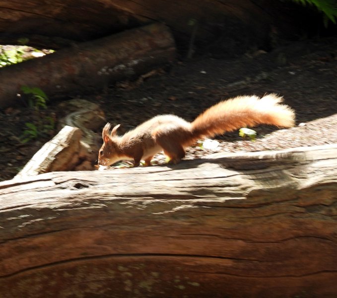 Sqrirrel 3.JPG