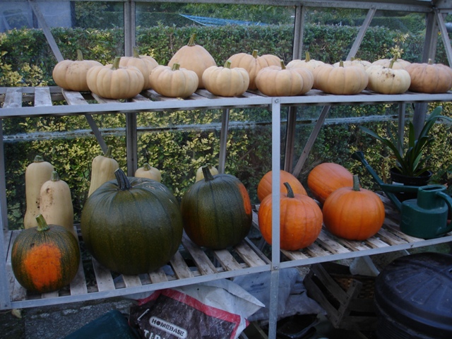 Squash harvest 003.JPG