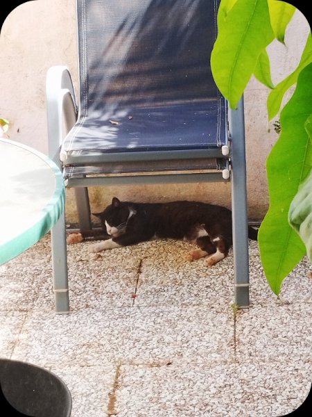 Squeak under Chairs 29 May 25.jpg