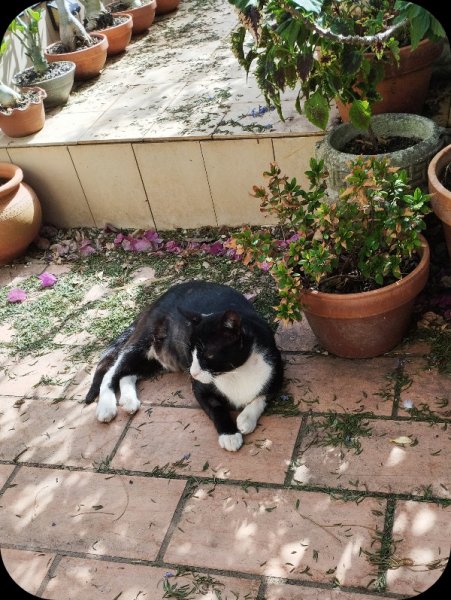 Squeak2 16 Aug 2555.jpg