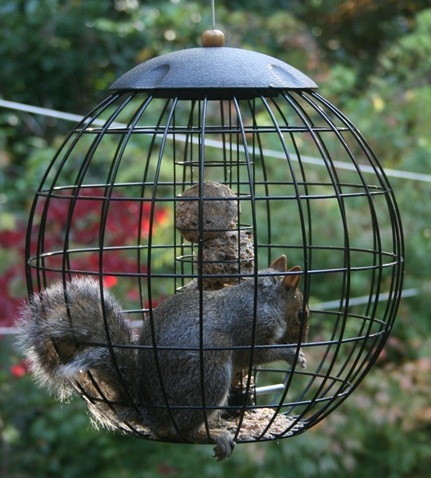 squirrel-in-feeder-web.jpg