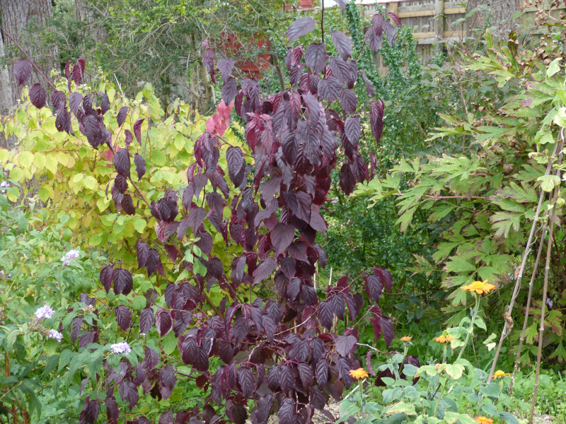 Stachyurus praecox Devon Purple 2.JPG