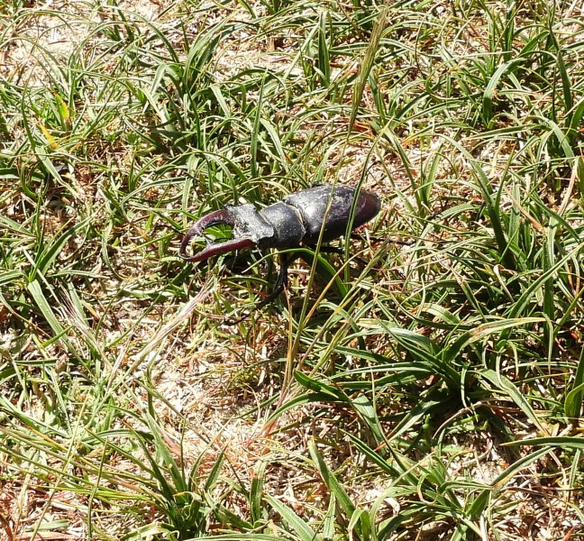 Stag Beetle 2.JPG