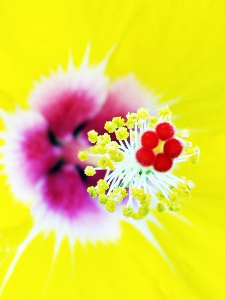 Stamen 16 Aug 23.jpg