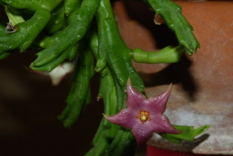 Stapelia divaricata.JPG