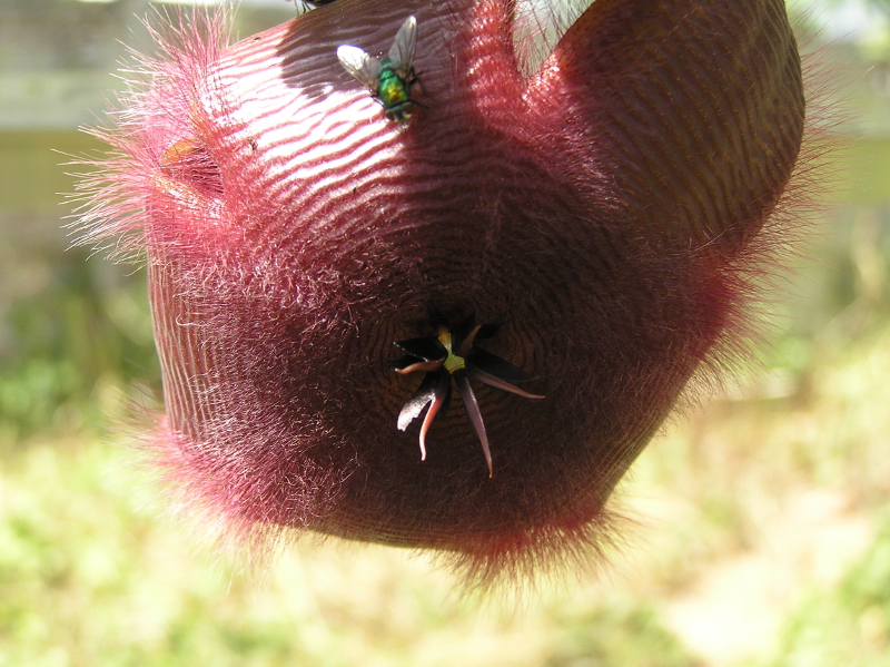 Stapelia hirsuta 2.JPG