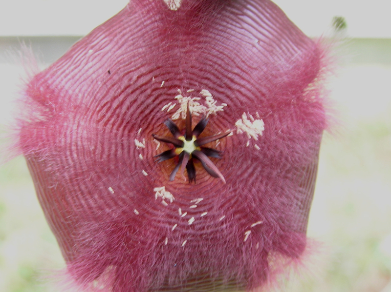 Stapelia hirsuta + blowfly eggs.JPG