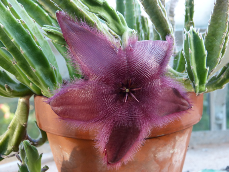 Stapelia hirsuta.JPG