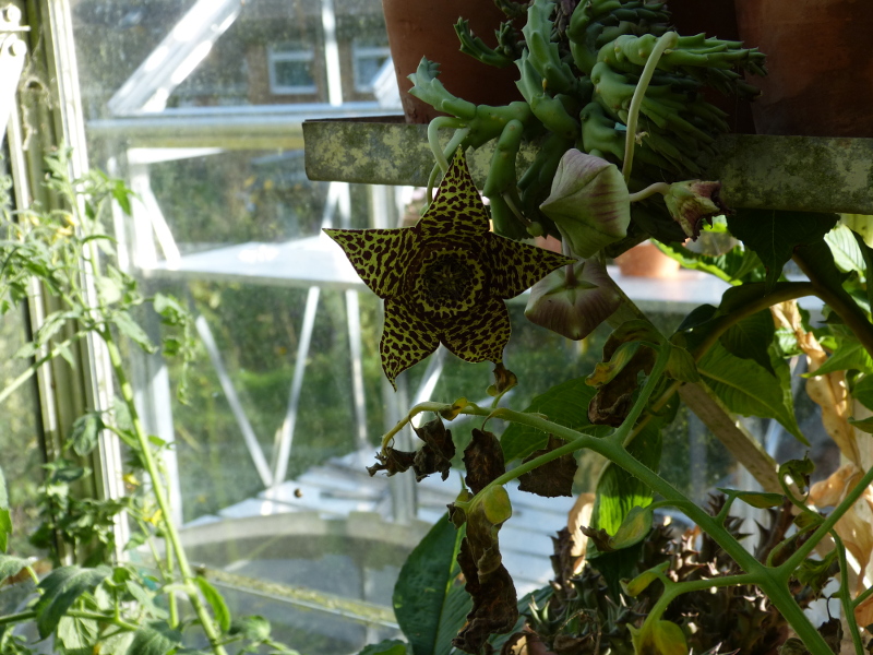 Stapelia variegata 2017.JPG