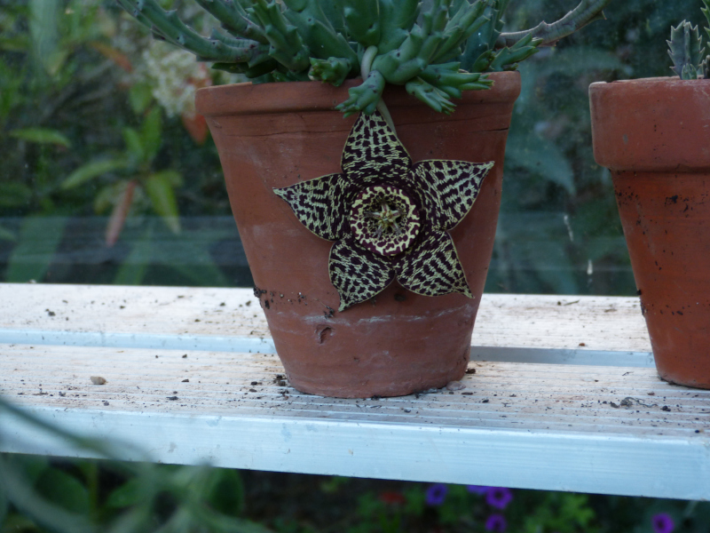 Stapelia variegata 2020.JPG