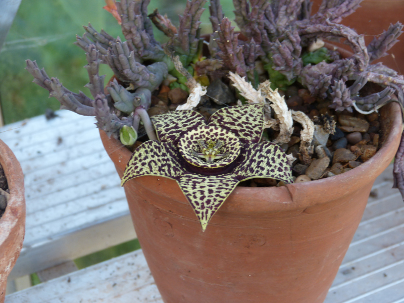 Stapelia variegata.JPG