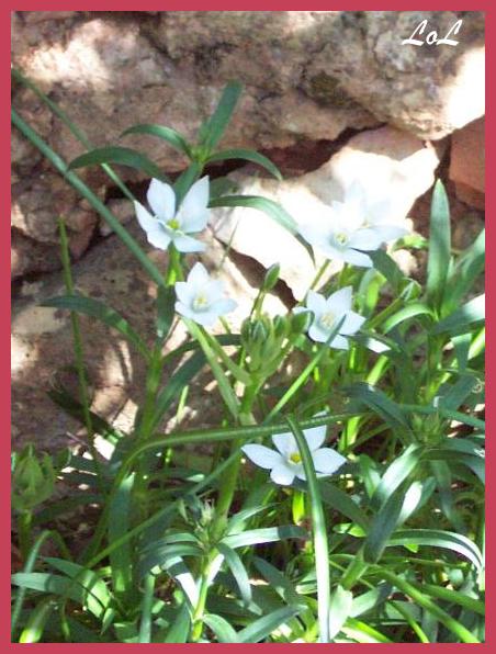 Star of Bethlehem.JPG