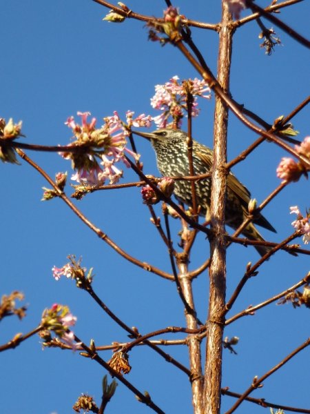 Starling (600x800).jpg