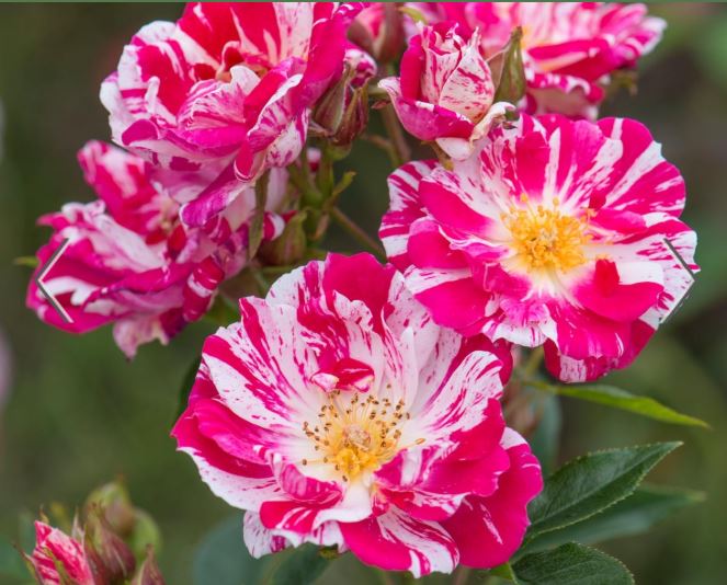 Stars and stripes.JPG