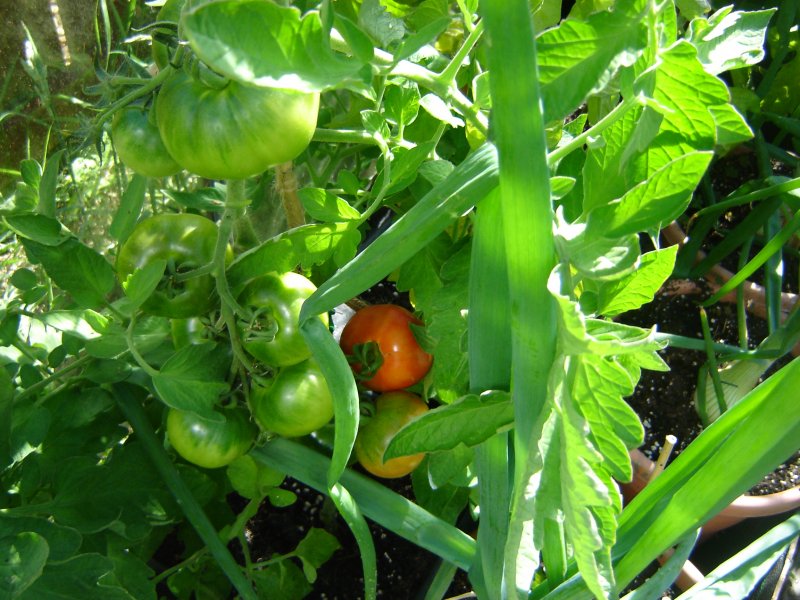 Steak sandwich ripening.JPG