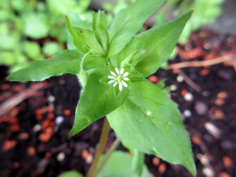 STELLARIA  MEDIA  CHICKWEED 07-07-2021 11-29-22.JPG
