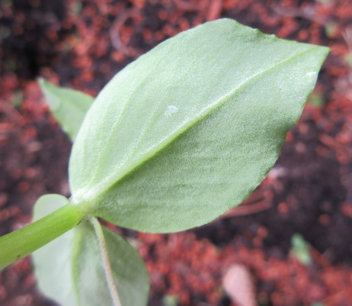 STELLARIA  MEDIA  CHICKWEED 07-07-2021 11-30-45.JPG