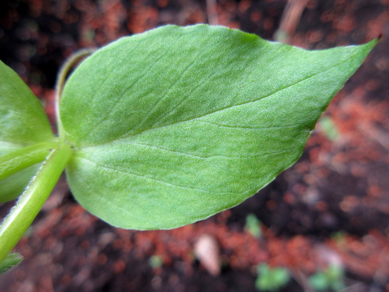 STELLARIA  MEDIA  CHICKWEED 07-07-2021 11-31-09.JPG