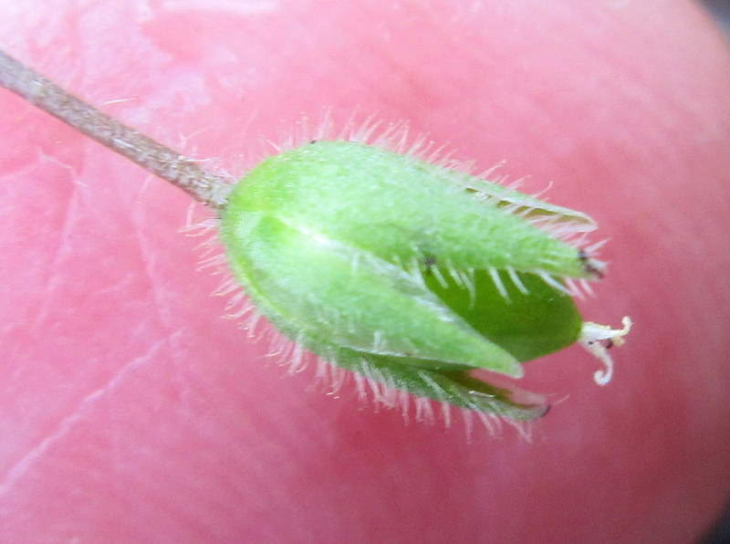 STELLARIA  MEDIA  CHICKWEED 07-07-2021 11-32-006.JPG