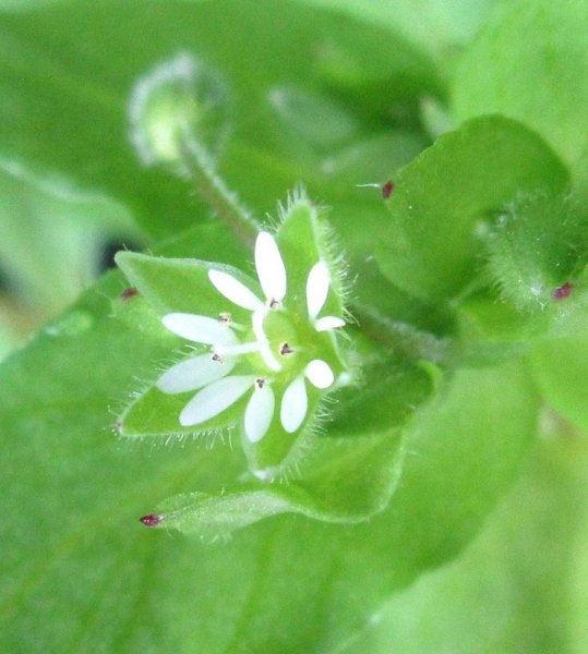 STELLARIA  MEDIA  CHICKWEED 07-07-2021 11-34-026.JPG