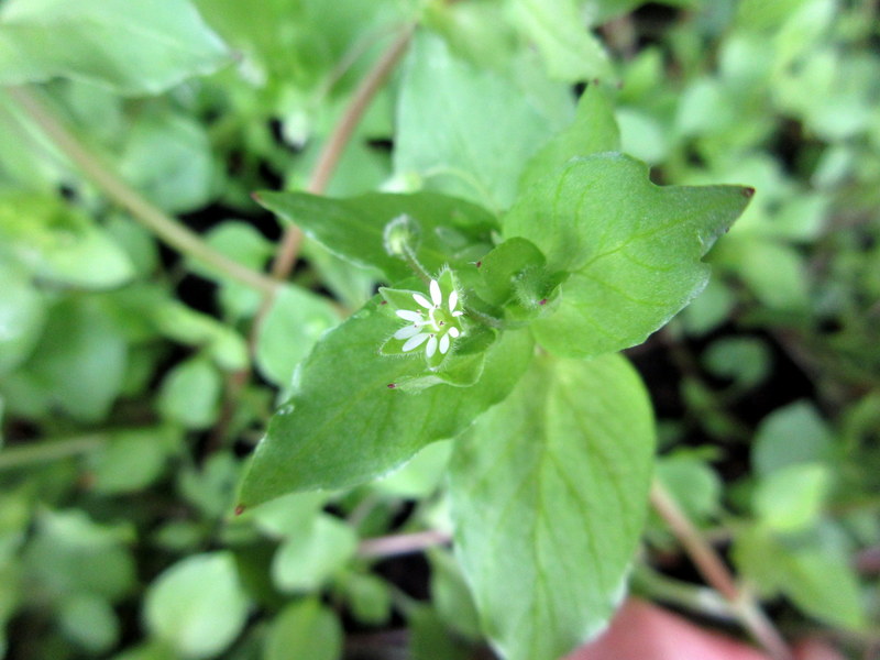 STELLARIA  MEDIA  CHICKWEED 07-07-2021 11-34-25.JPG