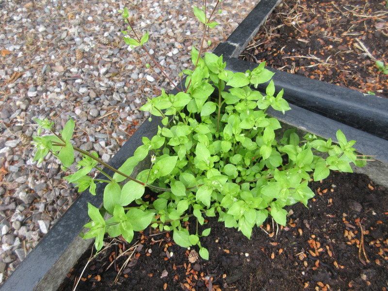 STELLARIA  MEDIA  CHICKWEED 07-07-2021 11-34-43.JPG