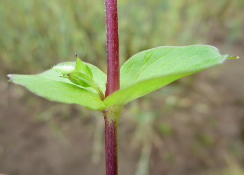 STELLARIA  MEDIA  COMMON  CHICKWEED 03-Aug-16 12-35-06 PM.JPG