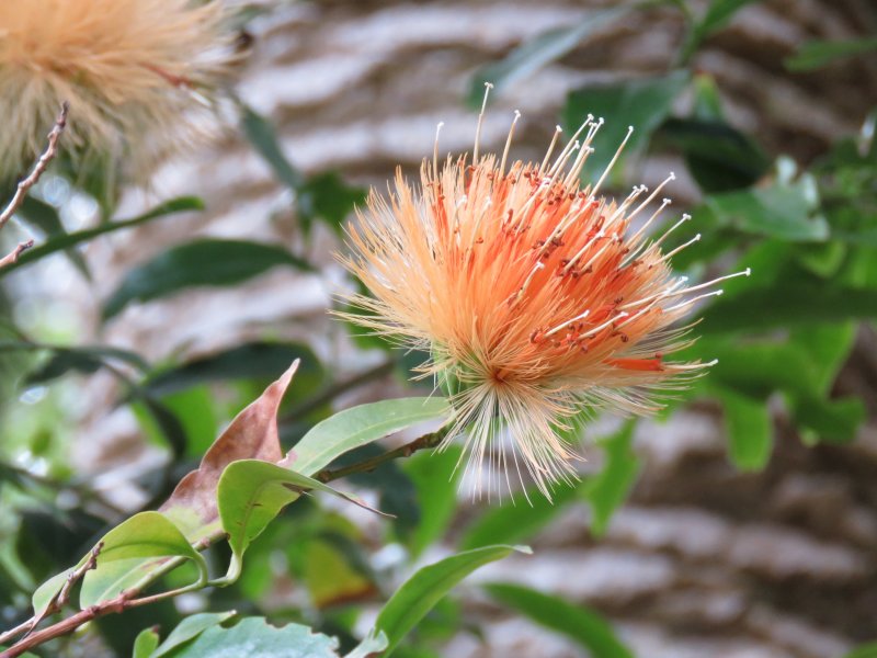 Stifftia chrysantha.JPG