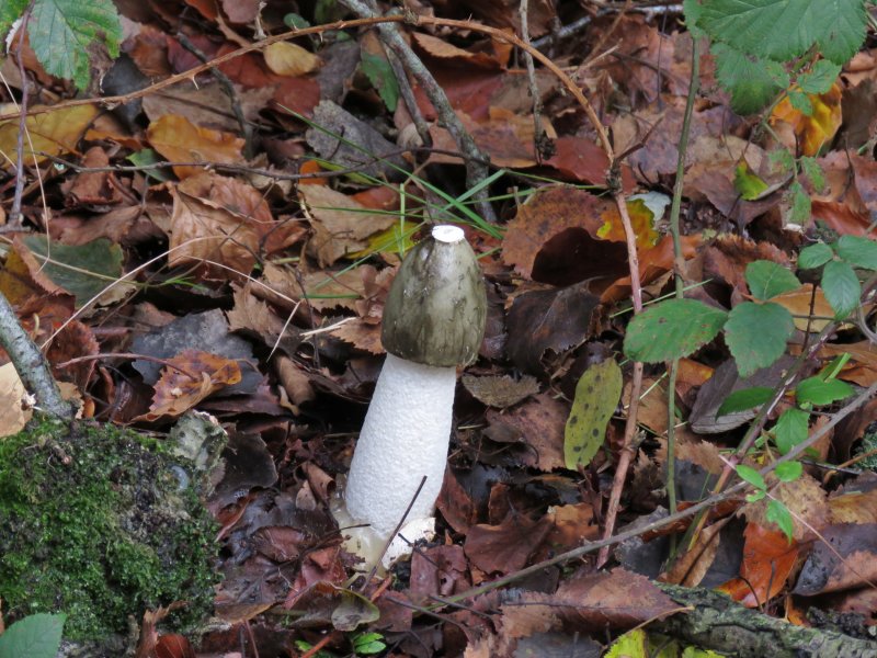 stinkhorn.JPG