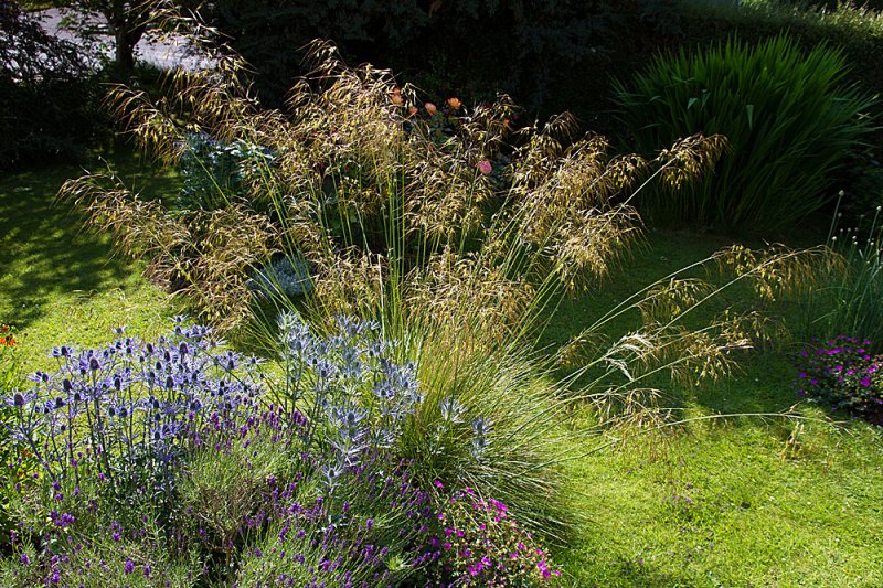 Stipa-&-Eryngium.jpg