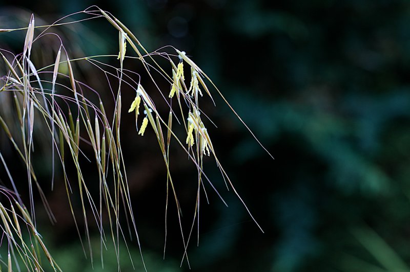 Stipa-flowers-f8.jpg