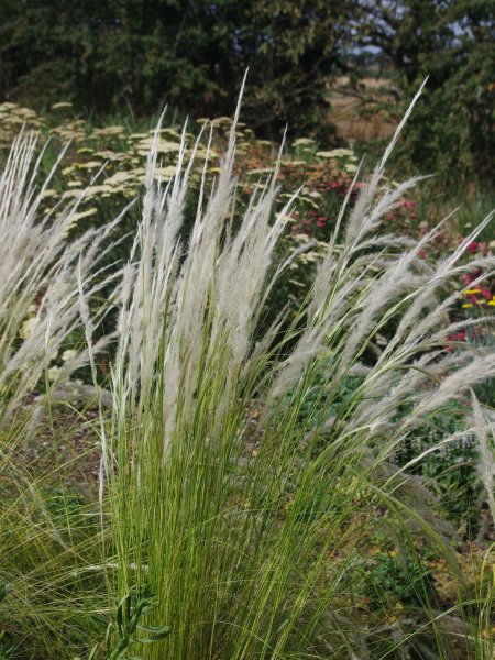 stipa-ichu-bethc-nursery-1-8-22_3059034864.jpg
