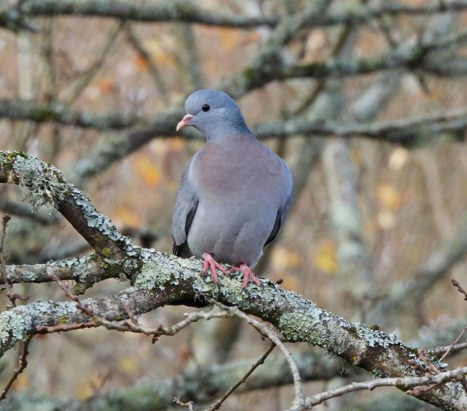 Stock Dove (1).jpg