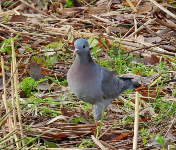 Stock Dove.jpg