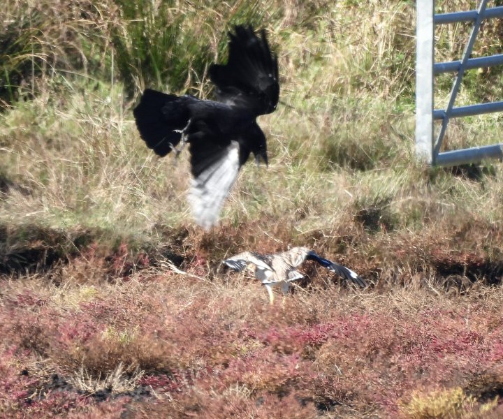 Stone Curlew (12).jpg