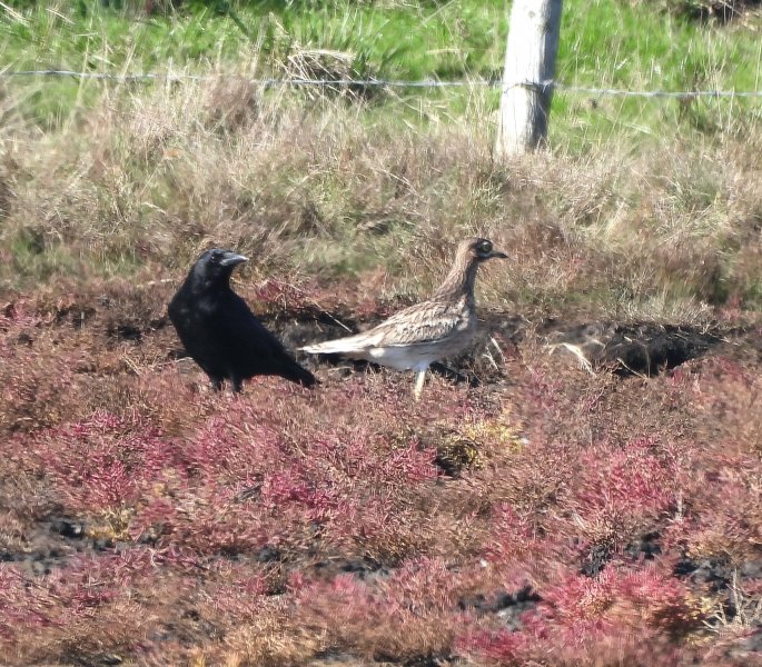 Stone Curlew (14).jpg