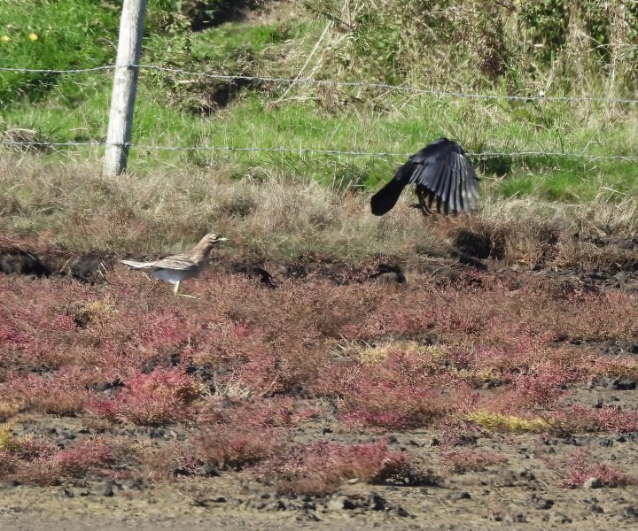 Stone Curlew (4).jpg