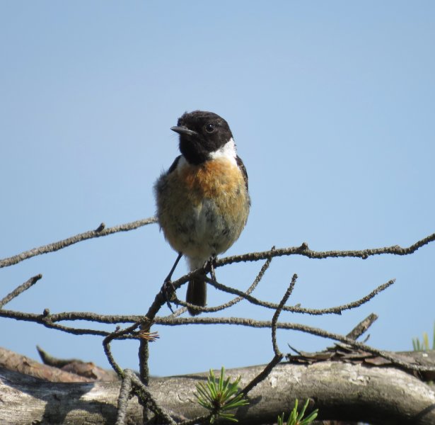stonechat.JPG