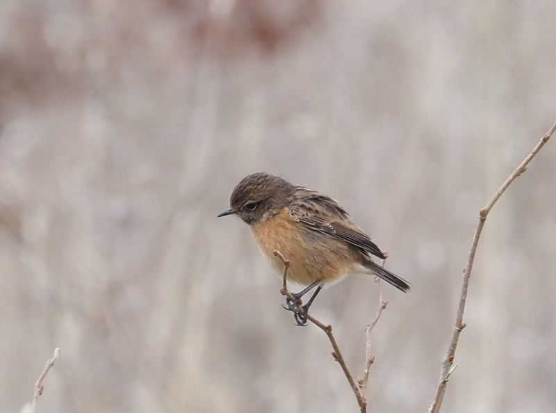 stonechat2021D.jpg