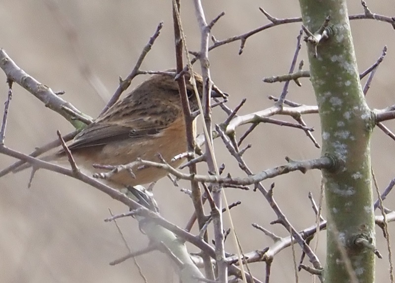 stonechat2021female.jpg